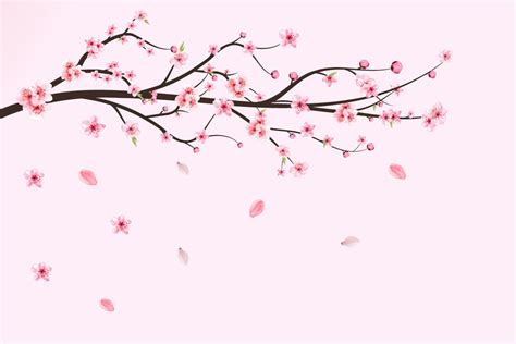 Cherry Blossom Sakura Flower Falling Graphic By Iftidigital · Creative