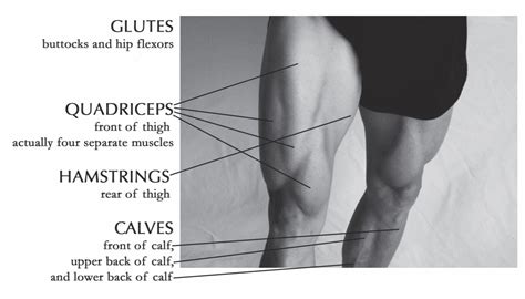 Muscles of the leg include muscles of the thigh and foot. A List Of All The Muscle Names In The Legs / Lower extremity anatomy: Bones, muscles, nerves ...