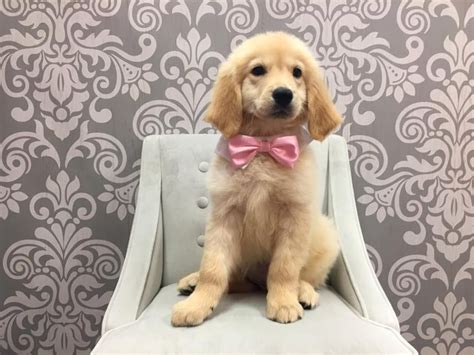 Maybe you would like to learn more about one of these? Golden Retriever-DOG-Male-Golden-1876513-Furry Babies