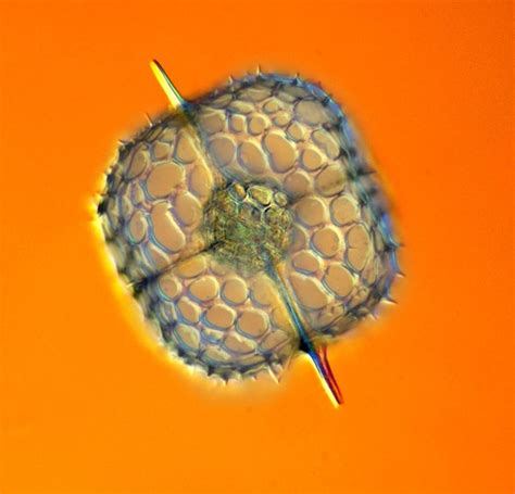 Ssm Stylos South China Sea Picture Of Radiolarian Microscopic