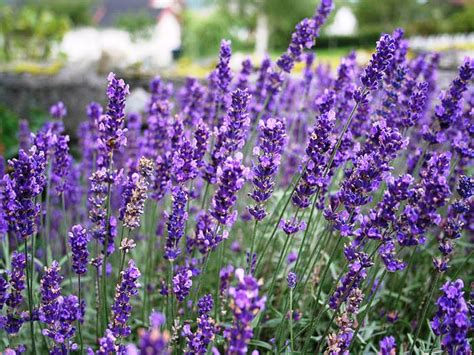 English Lavender Hidcote Plants For Spaces