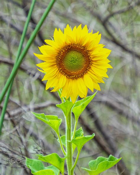 Sunflower By Steve R 500px