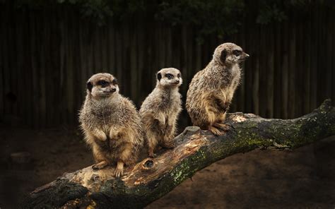 Meerkat Wallpaper 66 Images