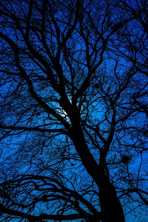 Blue Tree Silhouette Free Stock Photo Public Domain Pictures