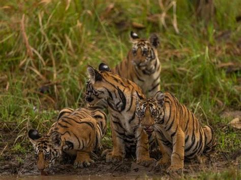 Tiger Reserves In Waiting Tale Of Mhadei And Ratapani Sanctuaries