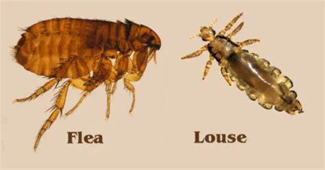 10 Main Difference Between Lice And Fleas Animal Differences