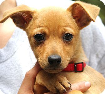 Maybe you would like to learn more about one of these? Taylor | Adopted Puppy | Stamford, CT | Chihuahua/Beagle Mix