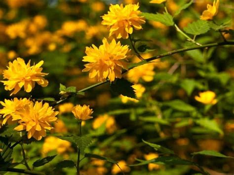 Check spelling or type a new query. 11 Show Stopping Yellow Flowering Shrubs
