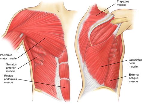 Chest Muscles Diagram Chest And Abdominal Muscles Diagram Muscles Images And Photos Finder