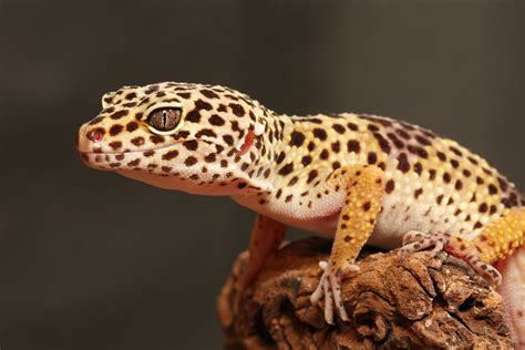 Le Gecko Léopard Petsch