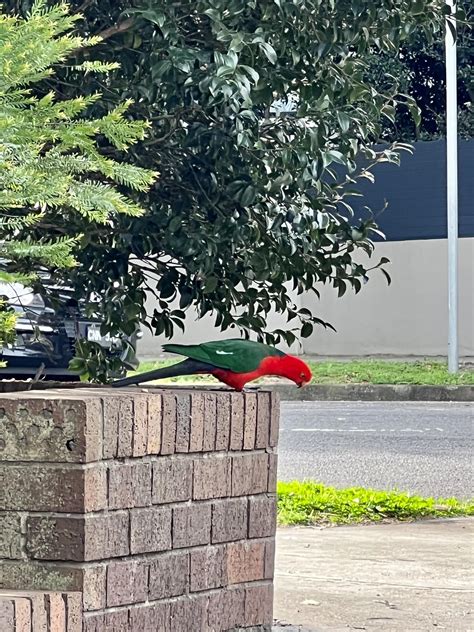 Australian King Parrots Here In Sydney Rpicsofunusualbirds