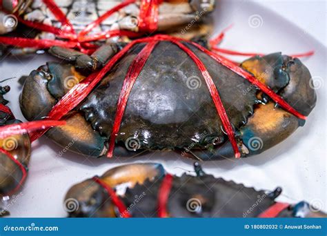 Close Up Of A Large Crab With A Rope Tied For Food Stock Photo Image