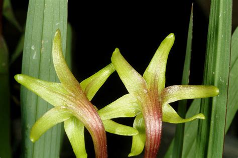 Freesia Viridis Subsp Viridis Plants Of The World Online Kew Science