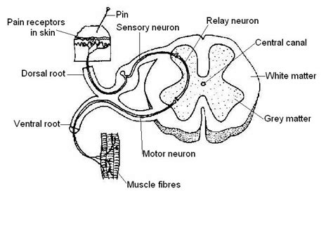 Lumbar spine anatomy diagram images stock photos vectors. 7 Best Images of Neuron Label Worksheet - Blank Neuron Cell Diagram, Synapse Neuron Worksheet ...