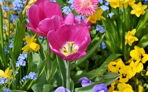 The spring season is the ideal time to dress your home in a variety of bright blooms that can add major personality to your space. Planting Bulbs for Spring Flowers | Fall Flower Bulbs ...