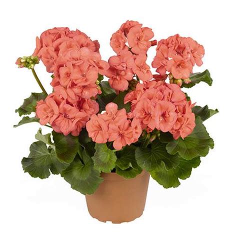 Classic Zonal Bedding Geranium Survivor Yougarden