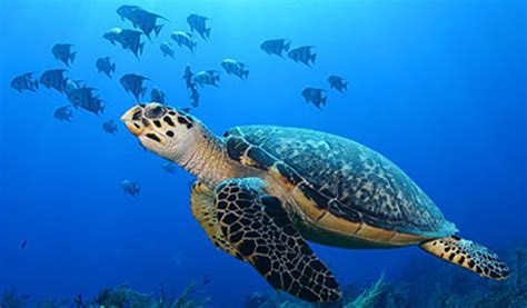 Hawksbill Sea Turtle Project On Flowvella Presentation Software For