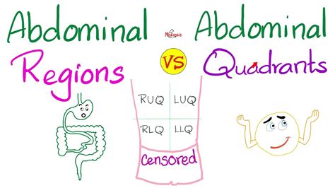 Abdominal Regions Vs Abdominal Quadrants Anatomy Youtube
