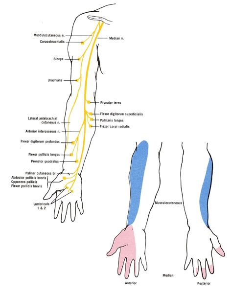 Median Nerve Distribution Median Nerve Nerve Upper Limb Anatomy