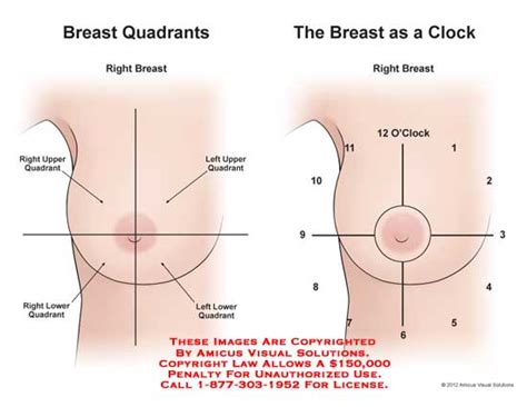 Maybe you would like to learn more about one of these? Breast Anatomy