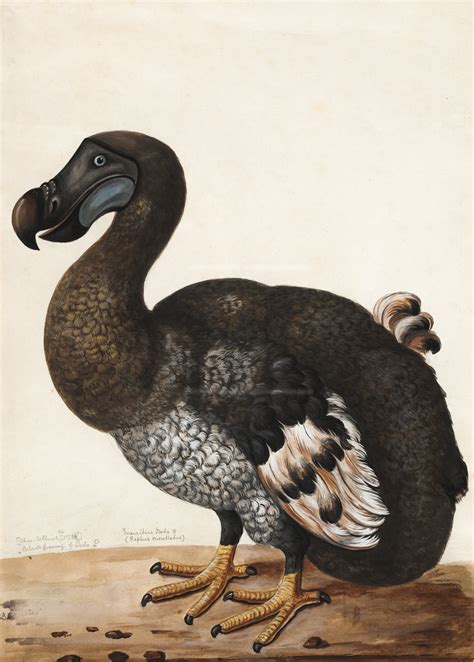 22 extinct animals we've lost in the past 150 years. Was the Dodo Bird Really a Dodo?. Was this the extinction ...