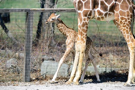 Giraffe Baby Walking Behind Dads Legs Eric Kilby Flickr