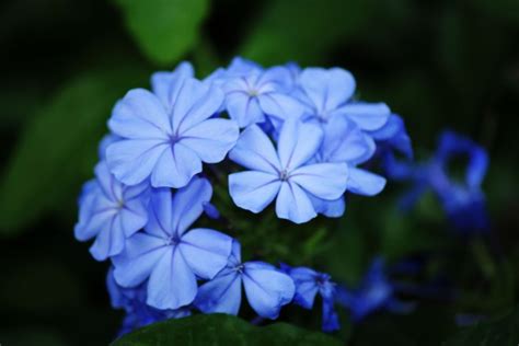 Violets Flowers Free Stock Photo - Public Domain Pictures