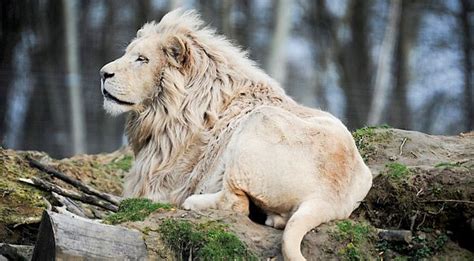 Lions Blancs Felin Lion Blanc Animaux