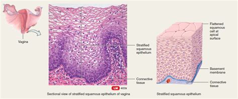 Stratified Epithelial Tissue Anatomy And Physiology
