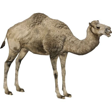 Image Dromedary Camel Prionacepng Zt2 Download Library Wiki