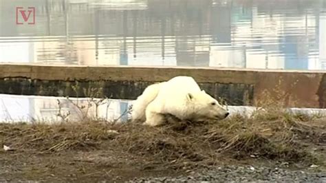 Starving Polar Bear Found In Russian City Traveled Hundreds Of Miles