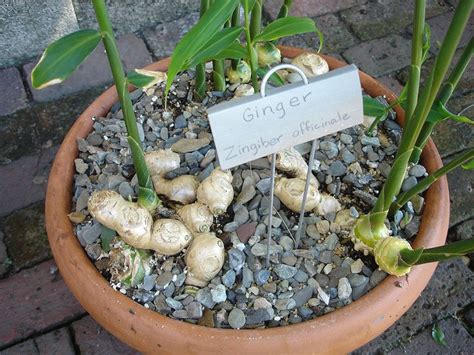 How To Grow Ginger In Pot Growing Ginger Indoors Balcony Garden Web