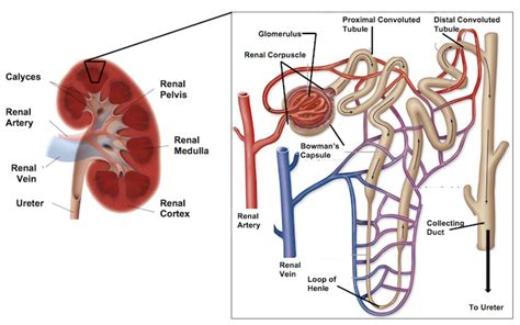 Nephron Introduction Structure And Function