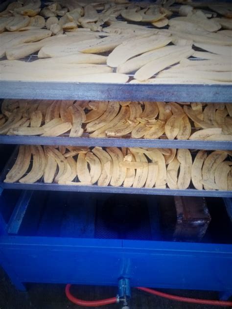 All you need is the sun to dry thinly. 50KG OF Dried Ungrounded Plantain Flour Price From #350 Per KG (Sedulus Plantain - Agriculture ...