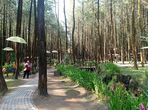 Review Wisata Kekinian Hutan Pinus Semeru Malang Pinhome