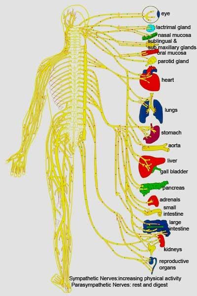 Nervous System | The Information | Pinterest
