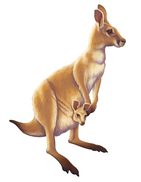 Australian Kangaroo Png Free Download Png Arts