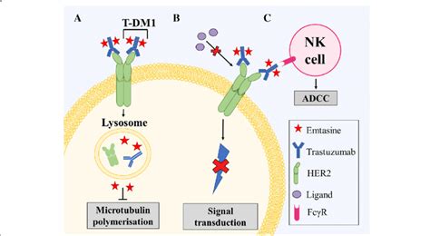 Mechanism Of Action Of Trastuzumab Emtansine T Dm1 T Dm1 Binds Via