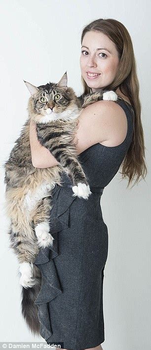 It is theorized that the cats came over with seafarers during the colonization of america. Supersized Maine Coon cat Ludo is THREE TIMES the size of ...