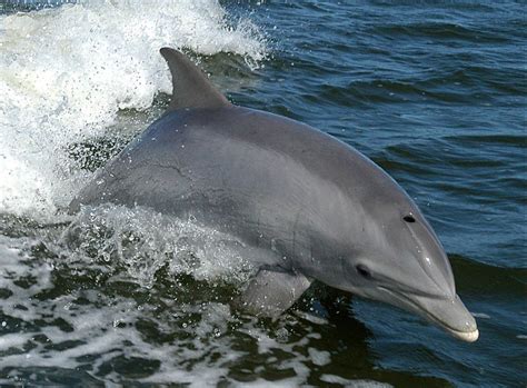 Species Profile The Common Bottlenose Dolphin We Love Dolphins Blog