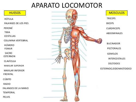 El sistema locomotor es el conjunto de estructuras corporales que trabajan en sincronía para permitir el movimiento del cuerpo humano. Aparato locomotor | Trabajo educacion fisica, Sistemas del ...