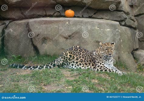 Leopard At Rest Stock Image Image Of Animal Philadelphia 46152377