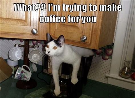 Funny Picture Of Cat Making Coffee Dump A Day
