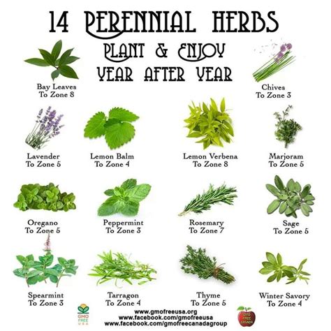 Tips And Tricks For Planting Herbs In Pots A Comprehensive Guide