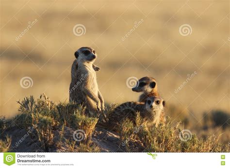 Meerkats In Botswanasouth Africa Stock Image Image Of Savanna Fauna
