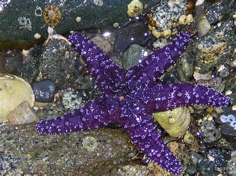 See more of the purple starfish community shop on facebook. Purple Starfish | Peggy Collins | Flickr