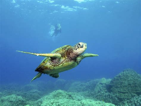 Green Sea Turtle Kona Hawaii Flickr Photo Sharing