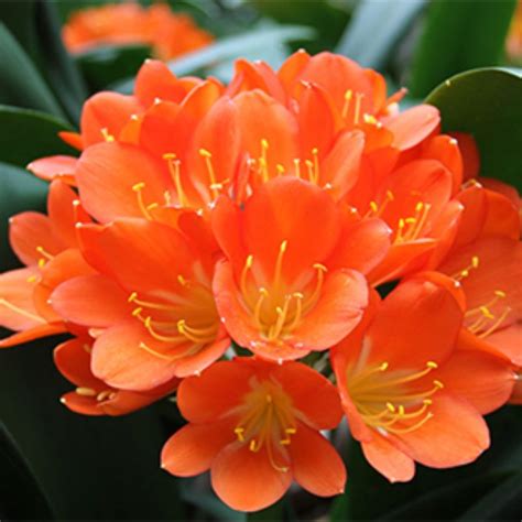 Maybe you would like to learn more about one of these? 5 Perfect Plants for Full Shade Color for Zones 8-11 ...