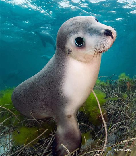 An Endangered Australian Sea Lion Raww