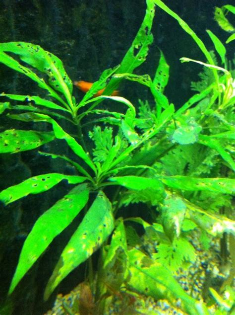 Failure to properly install your new tree or shrub can result in. Plants Got Holes In! | My Aquarium Club
